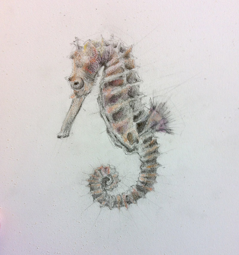 seahorse